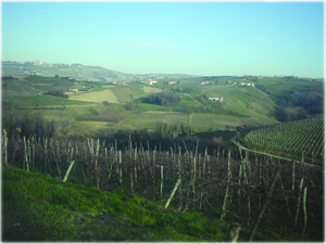 langhe-barbaresco